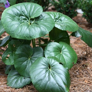 Farfugium Japonicum 'Gigantea' starter plant (All starter plants require you to purchase two plants)