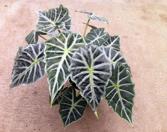 Alocasia Mandalay Starter Plant (ALL STARTER PLANTS require you to purchase 2 plants!)