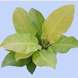Philodendron Moonlight Starter Plant *All starter plants require you to purchase two plants*