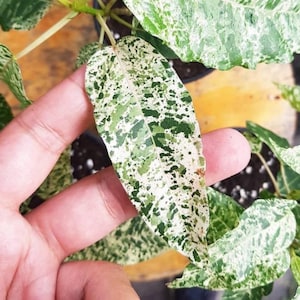 Planta de inicio de color Ficus algodón **(¡TODAS las plantas requieren que compres CUALQUIER 2 plantas!)**