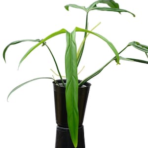 philodendron holtonianum Starter Plant (ALL STARTER PLANTS require you to purchase 2 plants!)