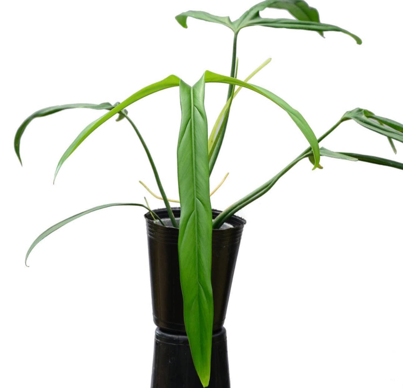 philodendron climbing 130cm Climbing Philodendron Scandens Brasil  Bristol Plant Man