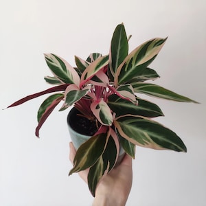 Stromanthe Triostar High Variegation starter plant **(ALL plants require you to purchase ANY 2 plants!)**