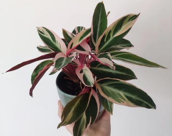 Stromanthe Triostar High Variegation starter plant **(ALL plants require you to purchase ANY 2 plants!)**