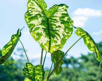 Alocasia Hilo beauty **ALL starter plants require you to purchase 2 plants! **