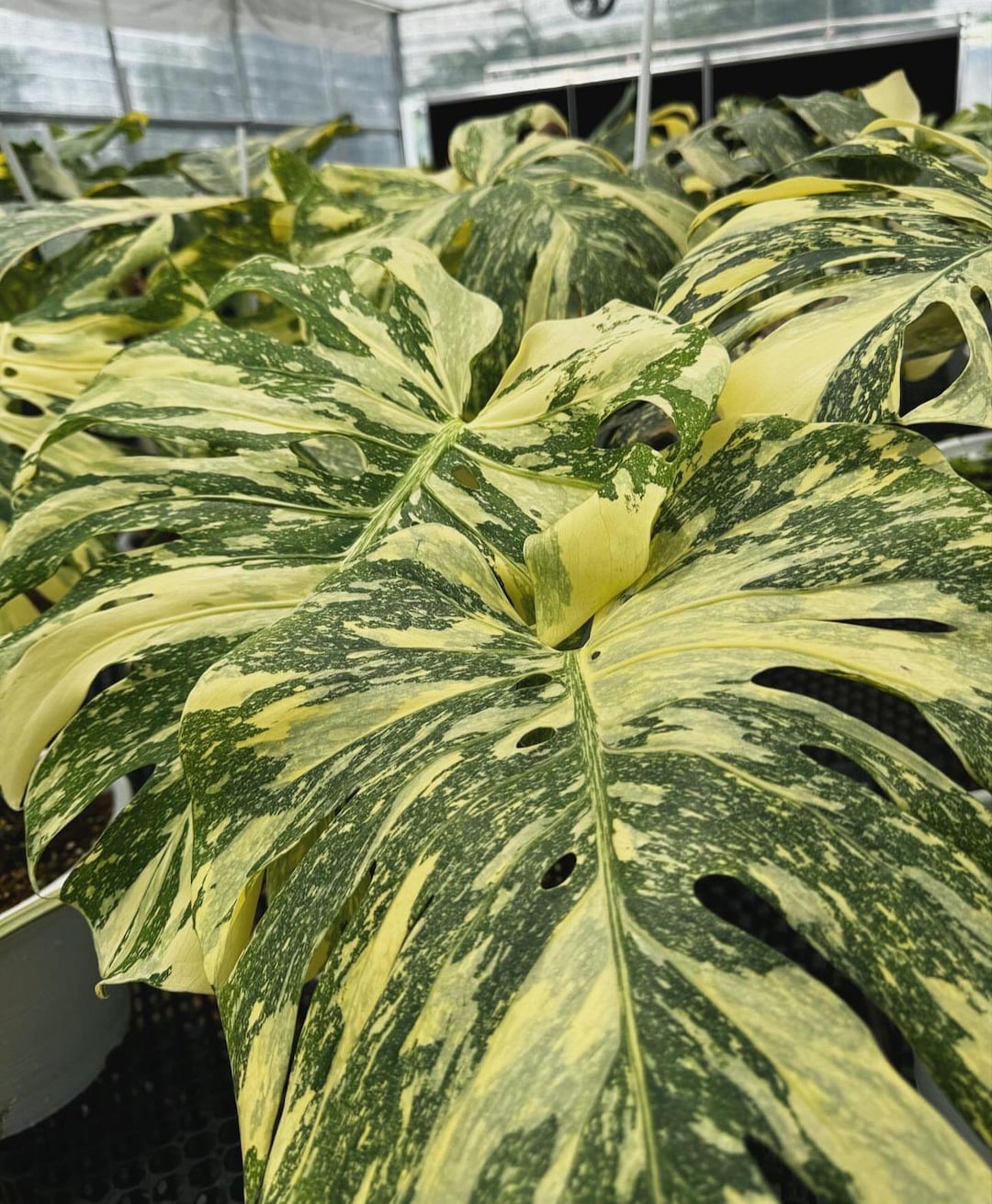 Monstera Creme Brulee 2” Pot (ALL STARTER PLANTS Require You to