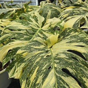 Monstera creme brulee Starter Plant (ALL STARTER PLANTS require you to purchase 2 plants!)