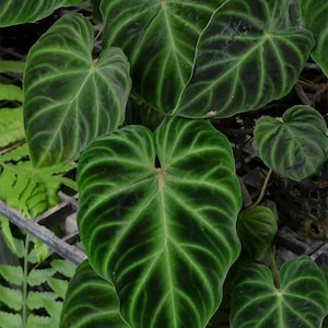 Philodendron Verrucosum Starter Plant (ALL STARTER PLANTS require you to purchase 2 plants!)