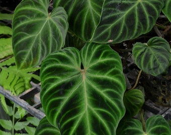 Philodendron Verrucosum Starter Plant (ALL STARTER PLANTS require you to purchase 2 plants!)