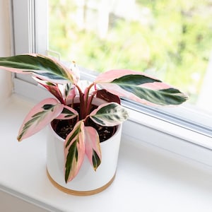 Stromanthe Triostar Starter Plant (ALL STARTER PLANTS require you to purchase 2 plants!)