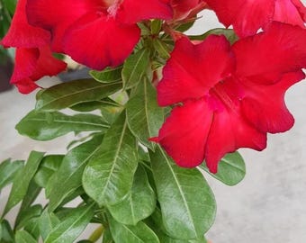 Desert Rose Home Run Starter Plant (ALL STARTER PLANTS require you to purchase 2 plants!)