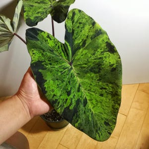 Colocasia mojito Starter Plant (ALL STARTER PLANTS require you to purchase 2 plants!)