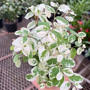 Snowbush Breynia Disticha Starter Plant ALL STARTER PLANTS require you to purchase 2 plants image 1