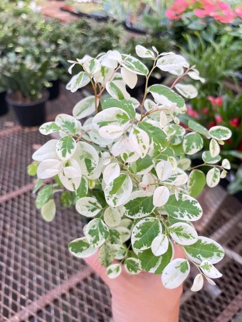 Snowbush Breynia Disticha Starter Plant ALL STARTER PLANTS require you to purchase 2 plants image 1