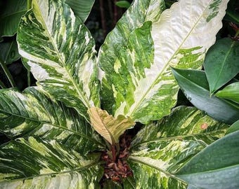 May include: Close-up of a plant with large, variegated leaves. The leaves display a striking pattern of green and white, with some areas almost entirely white. The plant's center features a cluster of new, light-colored leaves, surrounded by darker green foliage.