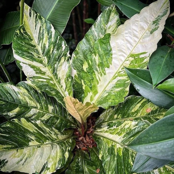 Anthurium Variegated Hookeri 2” pot (ALL STARTER PLANTS require you to purchase 2 plants!)