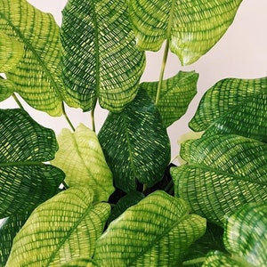 Calathea musaica ( network ) Starter Plant (ALL STARTER PLANTS require you to purchase 2 plants!)