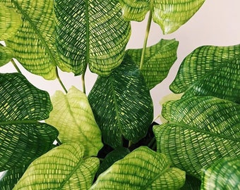 Calathea musaica ( network ) Starter Plant (ALL STARTER PLANTS require you to purchase 2 plants!)