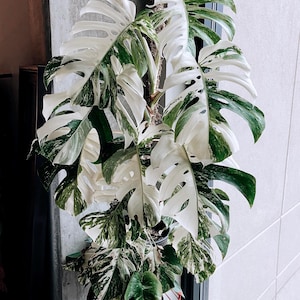 May include: A variegated Monstera Deliciosa plant with large, white and green leaves. The plant is potted and growing in a window.