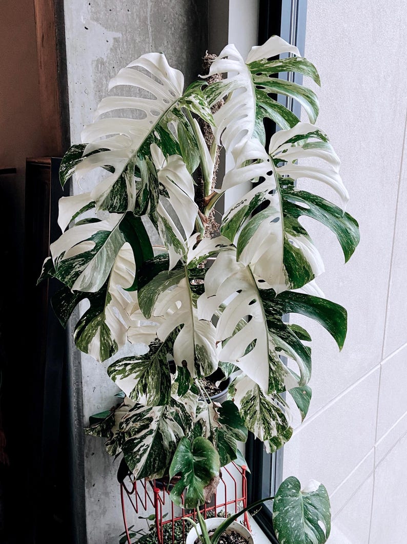 Puede incluir: Una planta de Monstera Deliciosa variegada con hojas grandes, blancas y verdes. La planta est&aacute; en maceta y crece en una ventana.