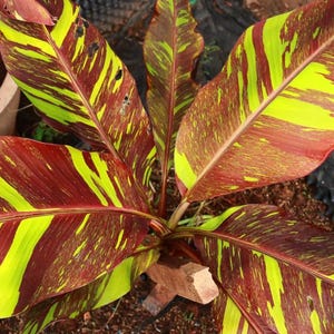 May include: A close-up of a banana plant with vibrant red and yellow striped leaves. The leaves are large and have a tropical feel.
