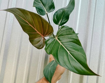 Philodendron Summer Glory 4” pot (ALL STARTER PLANTS require you to purchase 2 plants!)