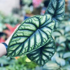 Alocasia baginda 'Dragon Scale' Starter Plant (All starter plants require you to purchase two plants)