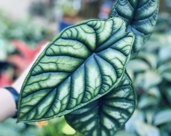 Alocasia baginda 'Dragon Scale' Starter Plant (All starter plants require you to purchase two plants)