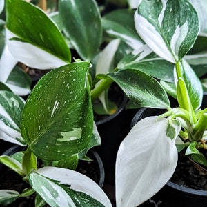 Philodendron white wizard XL starter plant (all starter plants require you to purchase 2 plants!)