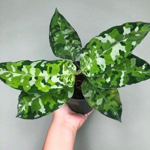 May include: A green and white variegated houseplant with large, patterned leaves in a black pot.