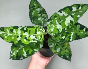 Aglaonema Pictum Tricolor Starter Plant **(ALL Plants Require You
