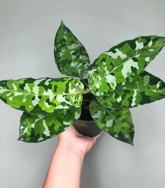 Aglaonema Pictum Tricolor 2 Plants in 1 Pot 4” Pot (ALL PLANTS