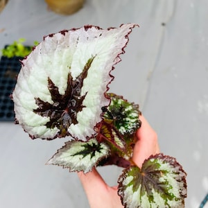 Rex Begonia fire woman Starter Plant ALL STARTER PLANTS require you to purchase 2 plants image 7