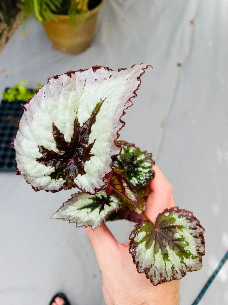 Rex Begonia fire woman Starter Plant ALL STARTER PLANTS require you to purchase 2 plants image 7