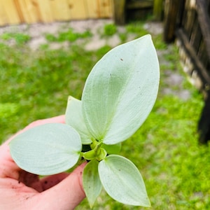 Philodendron silver sword hastatum Starter Plant ALL STARTER PLANTS require you to purchase 2 plants image 3