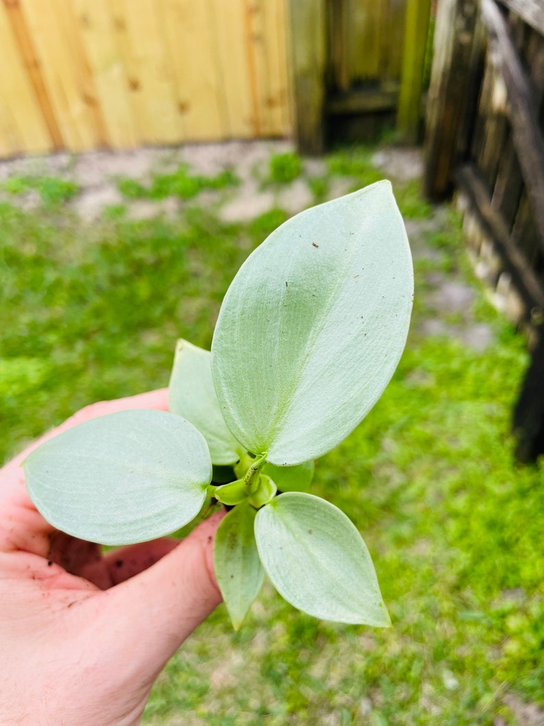 Philodendron silver sword hastatum Starter Plant ALL STARTER PLANTS require you to purchase 2 plants image 3