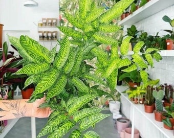 Golden zebra fern Starter Plant (ALL STARTER PLANTS require you to purchase 2 plants!)