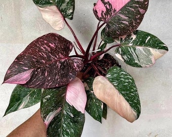 Philodendron marble galaxy Pink Princess Starter Plant (scratch and dent) (ALL STARTER PLANTS require you to purchase 2 plants!)