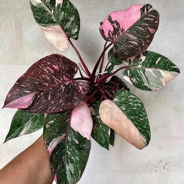 Philodendron marble galaxy Pink Princess Starter Plant (ALL STARTER PLANTS require you to purchase 2 plants!)