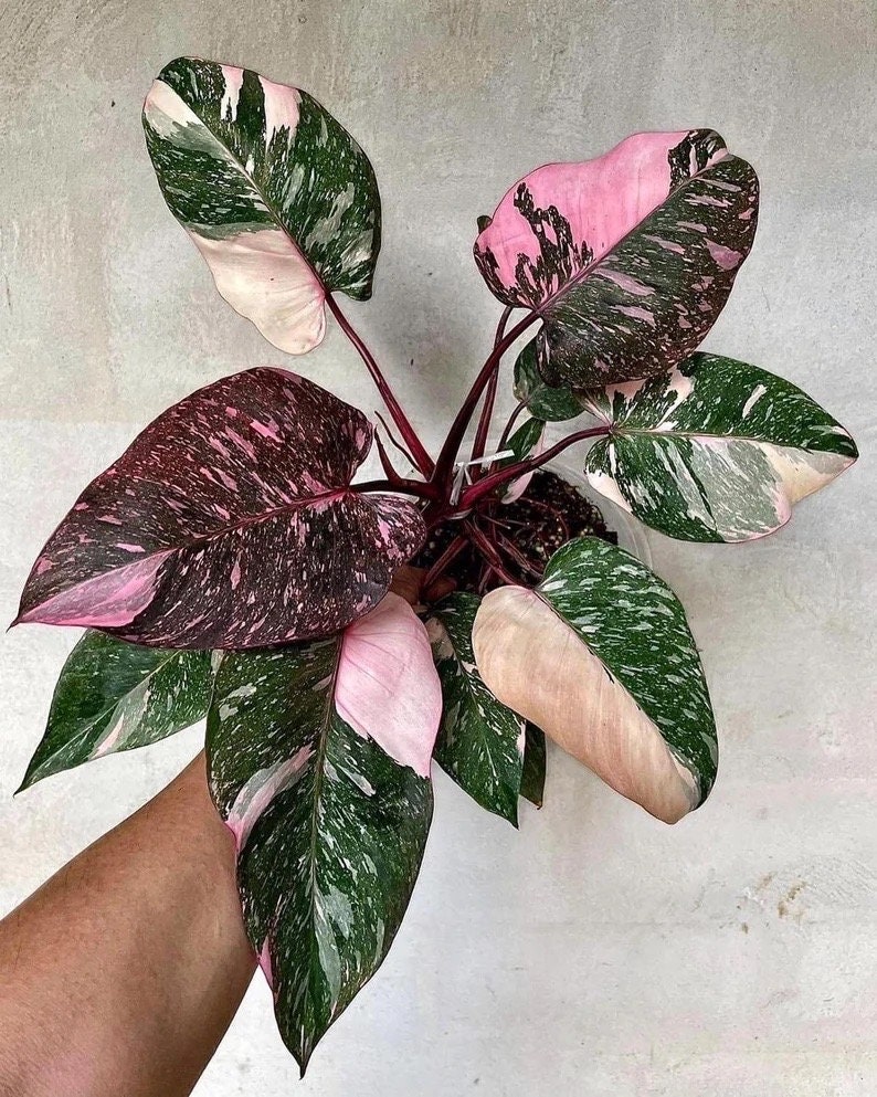 Philodendron marble galaxy Pink Princess Starter Plant scratch and dent ALL STARTER PLANTS require you to purchase 2 plants image 1