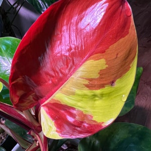 Philodendron Red Moon Starter Plant (ALL STARTER PLANTS require you to purchase 2 plants!)