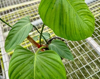 Philodendron Nangaritense Fuzzy Petiole: Live Starter Plant - Etsy