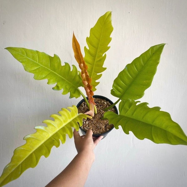 Philodendron Golden crocodile “ring of fire golden” Starter Plant (ALL STARTER PLANTS require you to purchase 2 plants!)