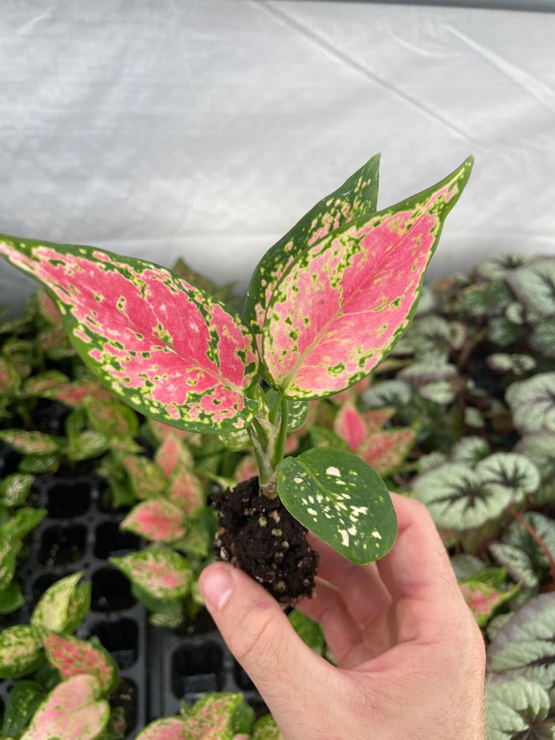 SunshineGreens Aglaonema Favonian Plant - Thumbnail 4
