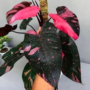 Philodendron black cherry Pink Princess Starter Plant (ALL STARTER PLANTS require you to purchase 2 plants!)