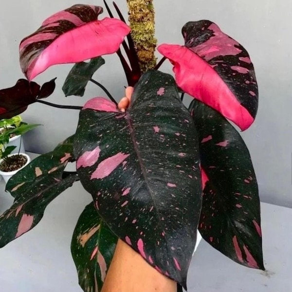 Philodendron black cherry Pink Princess Starter Plant (ALL STARTER PLANTS require you to purchase 2 plants!)