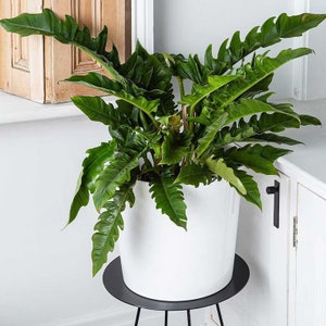 Philodendron jungle boogie/tiger tooth/narrow Starter Plant (ALL STARTER PLANTS require you to purchase 2 plants!)