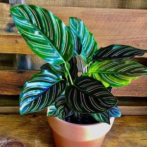 Calathea Beauty Star Starter Plant (ALL STARTER PLANTS require you to purchase 2 plants!)