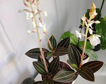 Philodendron black cherry Pink Princess Starter Plant (ALL STARTER PLANTS require you to purchase 2 plants!)