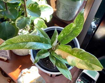philodendron ring of fire Starter Plant (ALL STARTER PLANTS require you to purchase 2 plants!)